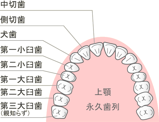 オフィスホワイトニングの参考：歯牙配列