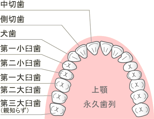オフィスホワイトニングの参考:歯牙配列