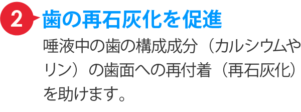 フッ素の３大虫歯予防効果。２、歯の再石灰化を促進