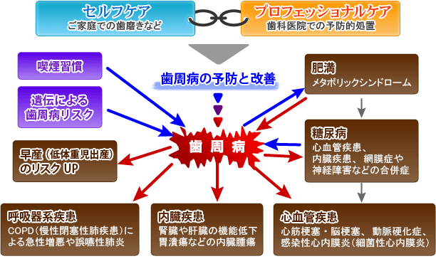 歯周病と全身疾患の関係