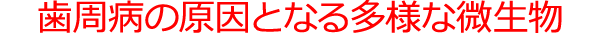 歯周病の原因となる多様な微生物