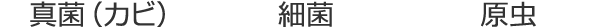 歯周病の原因となる多様な微生物